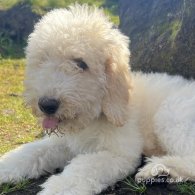 Goldendoodle - Both