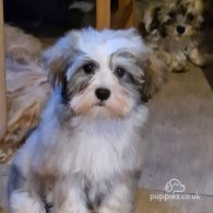 Havanese - Both