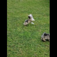 Havanese - Both