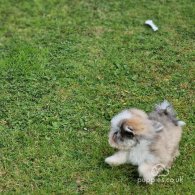 Havanese - Both