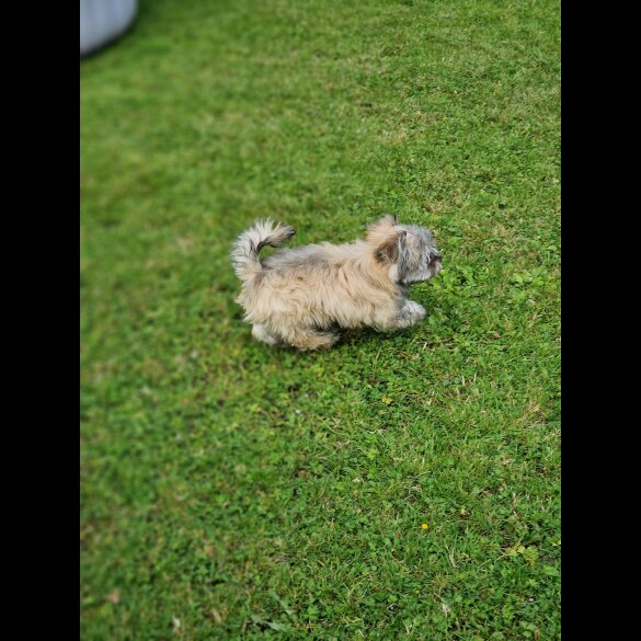 Havanese - Both