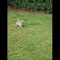 Havanese - Both