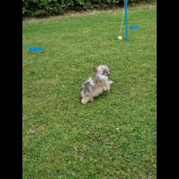 Havanese - Both