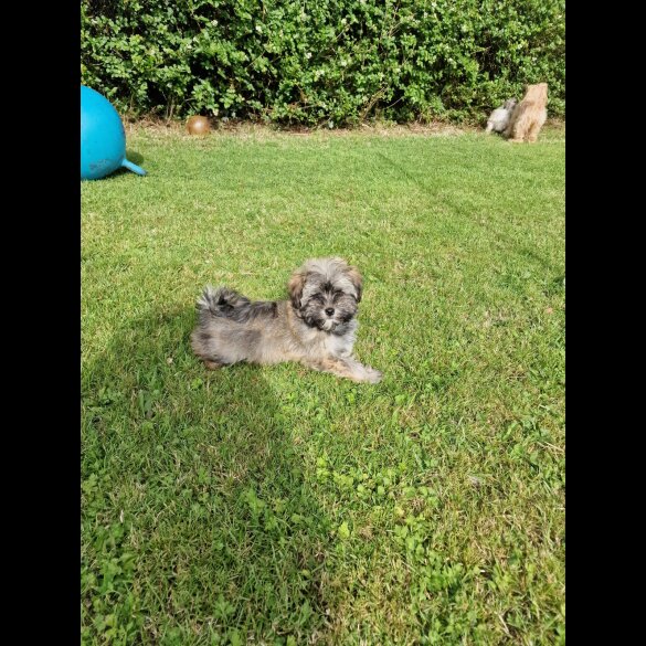 Havanese - Both