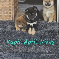 Japanese Shiba Inu - Both