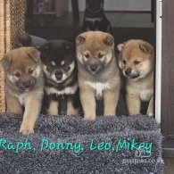 Japanese Shiba Inu - Both