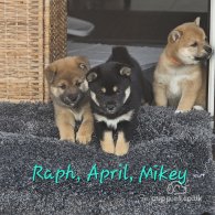 Japanese Shiba Inu - Both