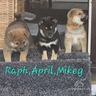 Japanese Shiba Inu - Both