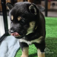 Japanese Shiba Inu - Both