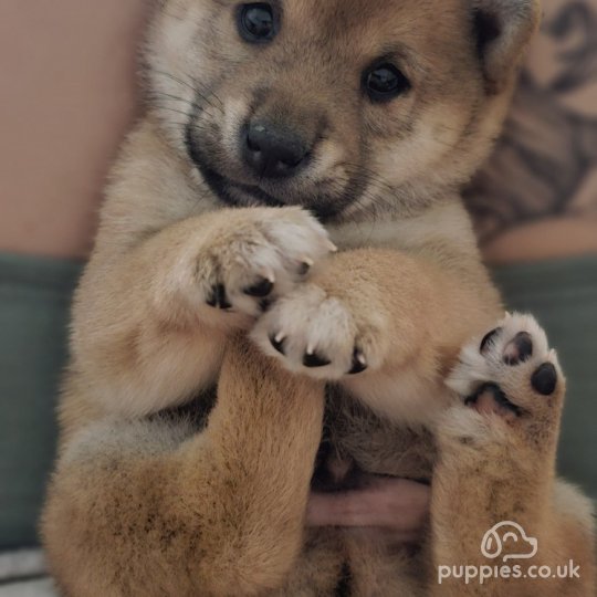 Japanese Shiba Inu - Both