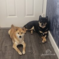 Japanese Shiba Inu - Both