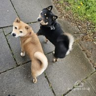 Japanese Shiba Inu - Both