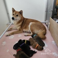 Japanese Shiba Inu - Both