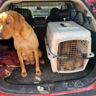 Labrador Retriever - Dogs