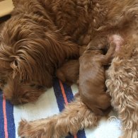 Labradoodle - Dogs