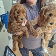 Labradoodle - Dogs