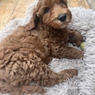 Labradoodle - Dogs