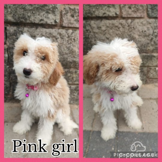 Labradoodle - Both