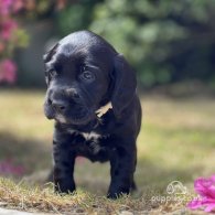 Labrador Retriever - Both