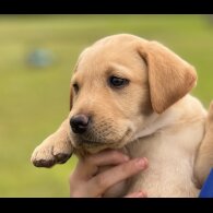 Labrador Retriever - Dogs