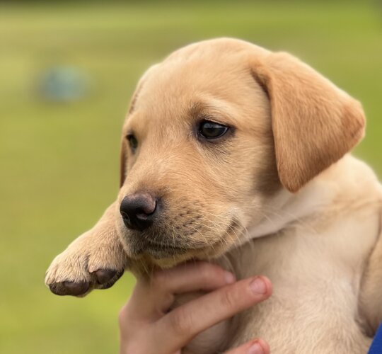 Labrador Retriever