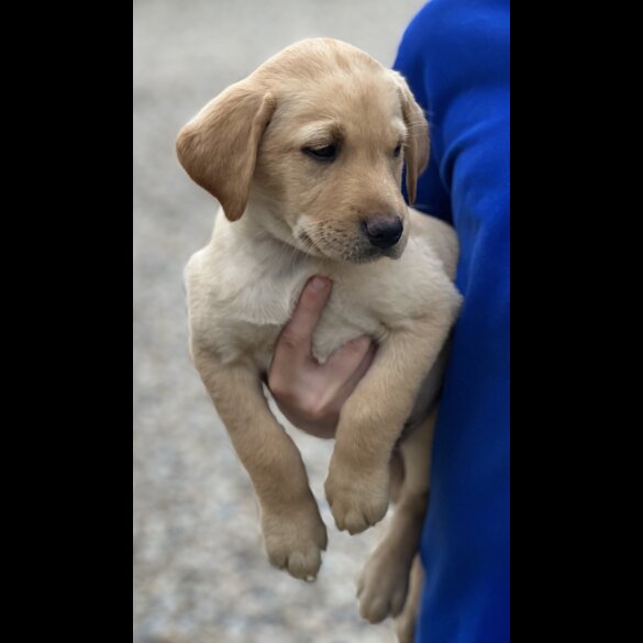 Labrador Retriever - Dogs