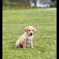 Labrador Retriever - Dogs