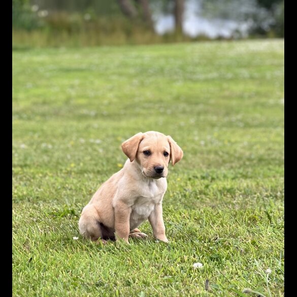 Labrador Retriever - Dogs