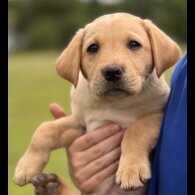 Labrador Retriever - Dogs