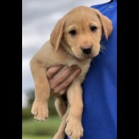 Labrador Retriever - Dogs