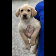 Labrador Retriever - Dogs