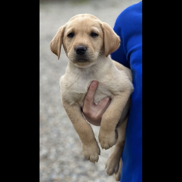 Labrador Retriever - Dogs