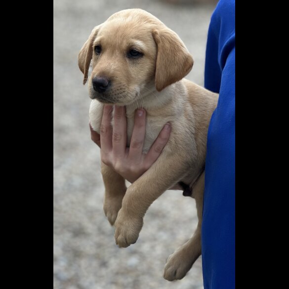 Labrador Retriever - Dogs