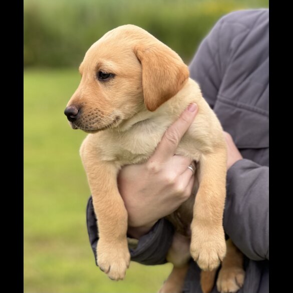 Labrador Retriever - Dogs