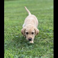 Labrador Retriever - Dogs