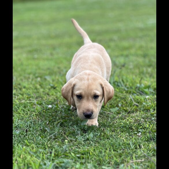 Labrador Retriever - Dogs