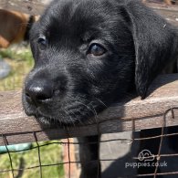 Labrador Retriever - Both