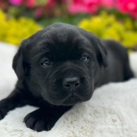 Labrador Retriever - Dogs
