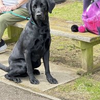 Labrador Retriever - Both