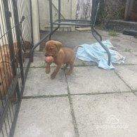 Labrador Retriever - Dogs