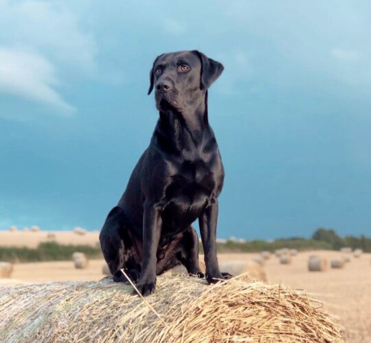 Labrador Retriever