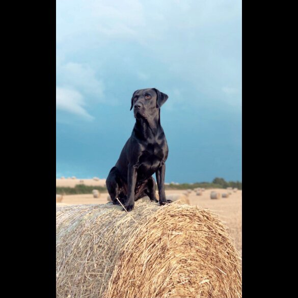 Labrador Retriever