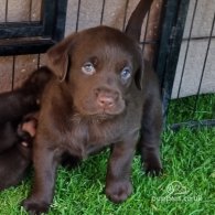 Labrador Retriever - Both