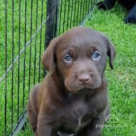 Labrador Retriever - Both