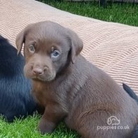 Labrador Retriever - Both