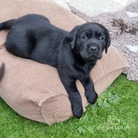 Labrador Retriever - Both