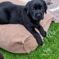 Labrador Retriever - Both