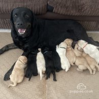 Labrador Retriever - Bitches