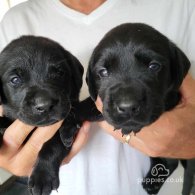 Labrador Retriever - Both