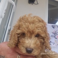 Miniature Poodle - Both